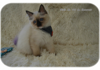 femelle seal point mitted - Chatterie Ragdolls du Val de Beauvoir